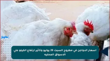 أسعار الدواجن في مطروح السبت 26 يوليو وتأثير ارتفاع الكيلو على الأسواق المحلية